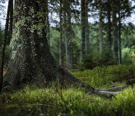 beautiful shot of tall trees
