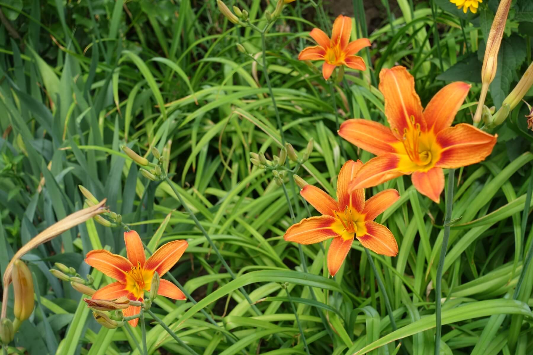 four orange flowers buds common daylily