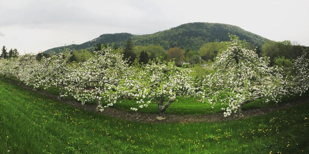 Windy Hill Farm Partner Spotlight: The Horticultural Center To Visit in Massachusetts